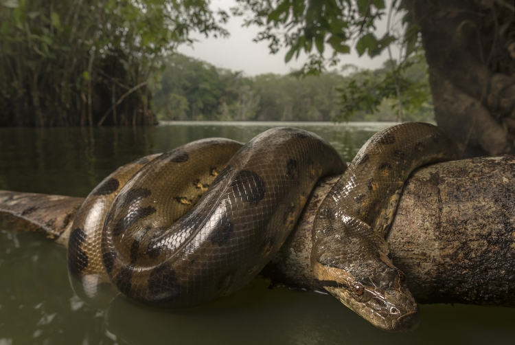 Самые большие змеи в природе