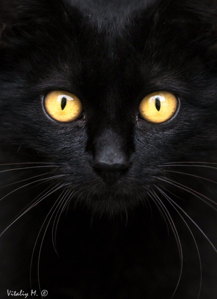 Порода черных кошек с желтыми глазами
