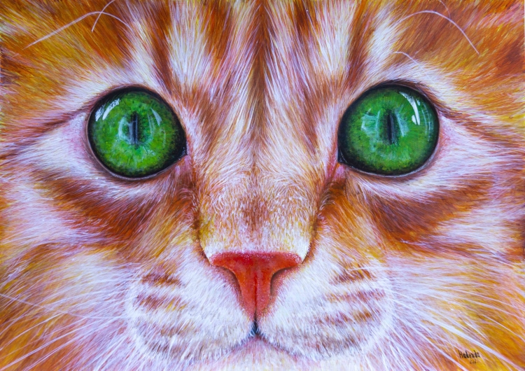 Вислоухий кот с зелеными глазами