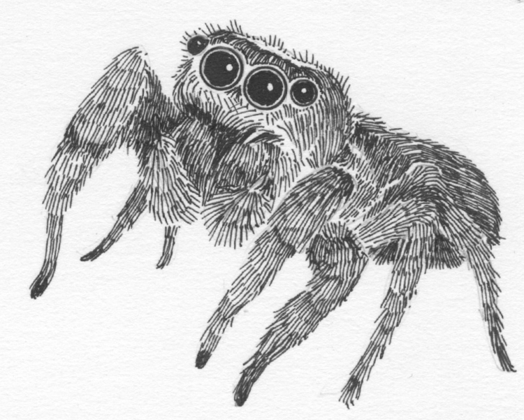 Маленький паук с большими глазами