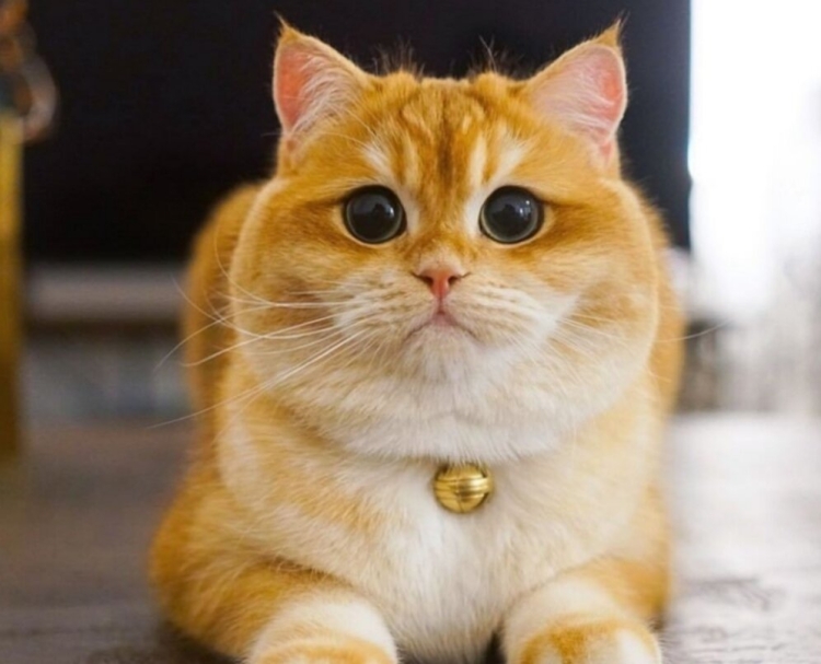 Рыжий кот с большими глазами порода