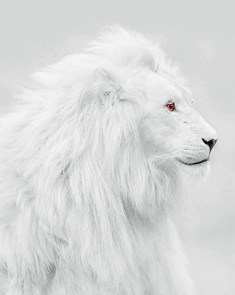 Белые львы в природе
