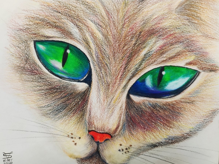 Породы кошек с зелеными глазами