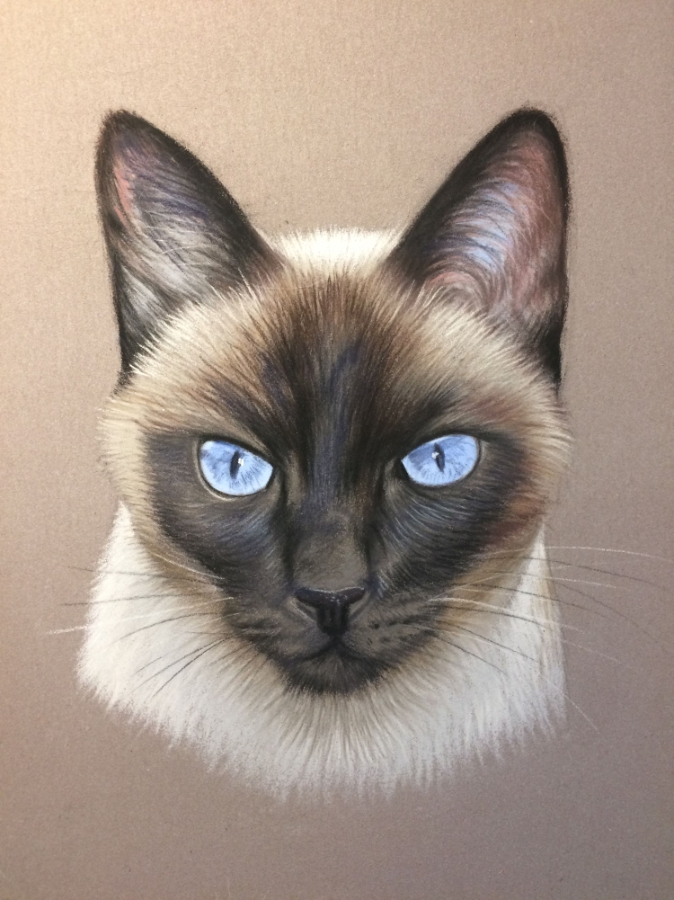 Сиамская кошка с зелеными глазами