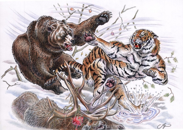 Медведь и тигр в природе