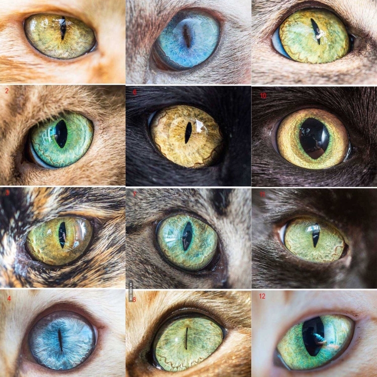 Разный цвет глаз у кошек