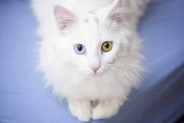 Белый пушистый кот с разными глазами