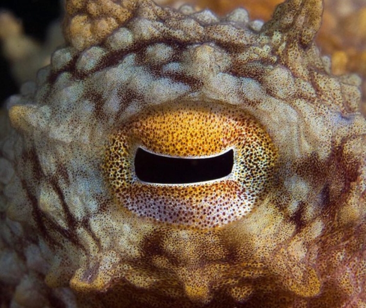 Зрачок глаза осьминога