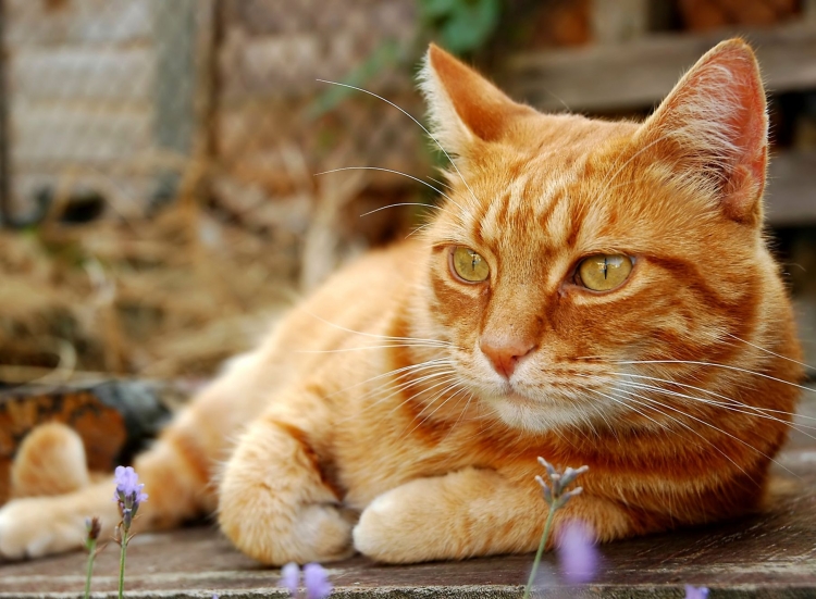 Порода кошек с оранжевыми глазами - 75 фото