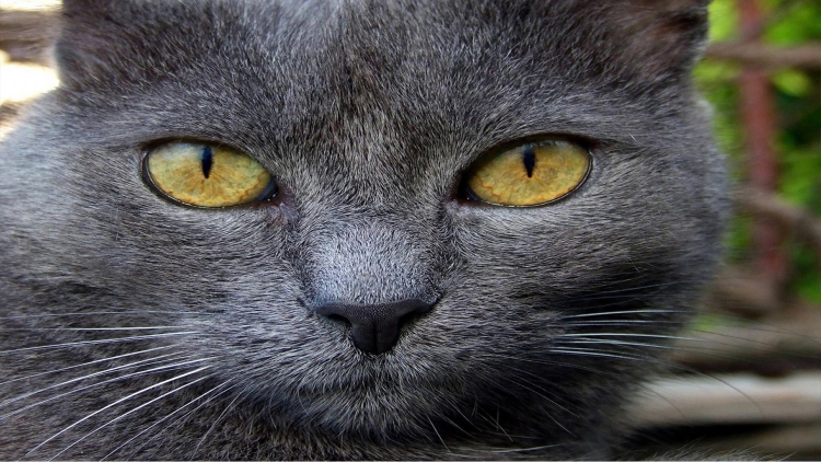 Порода кошек с оранжевыми глазами - 75 фото