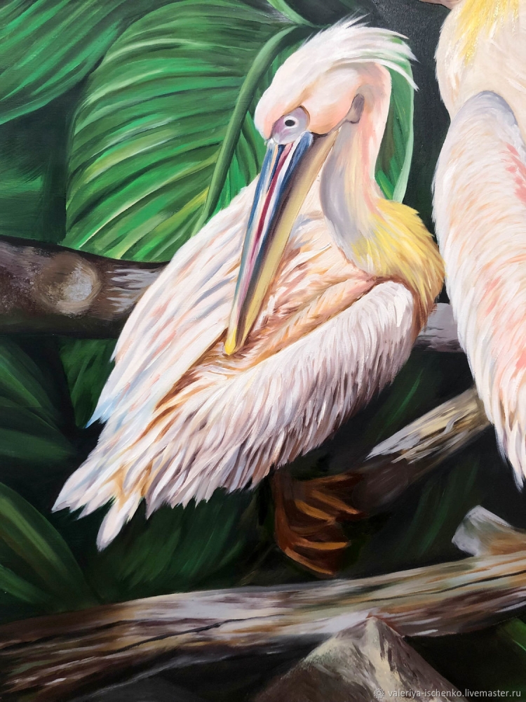 Пеликан в природе