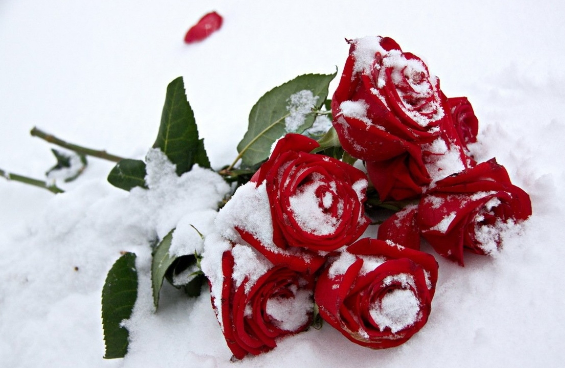 Розы на снегу: лучшие изображения | Красивые розы на снегу Фото № скачать