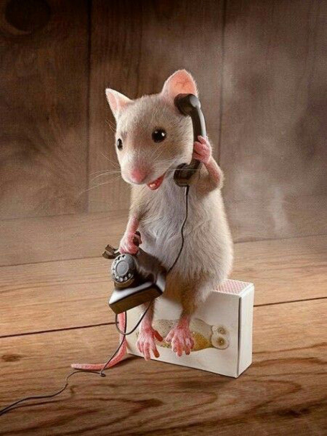 Аватары и картинки с мышами