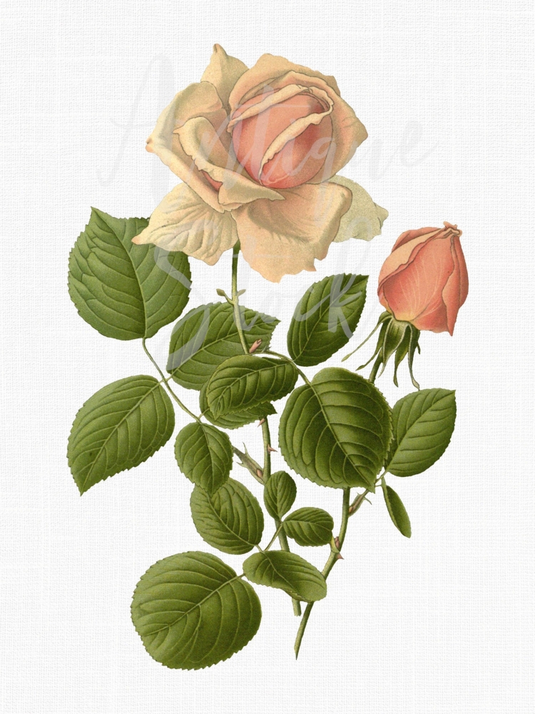 Комнатная чайная роза
