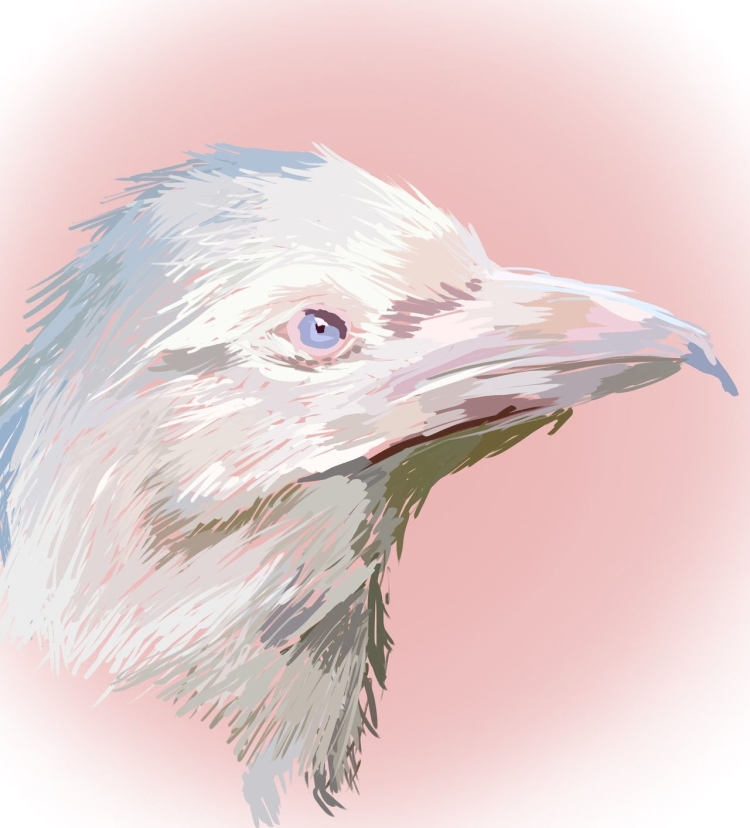 Альбинос птица