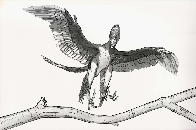 Птица археоптерикс