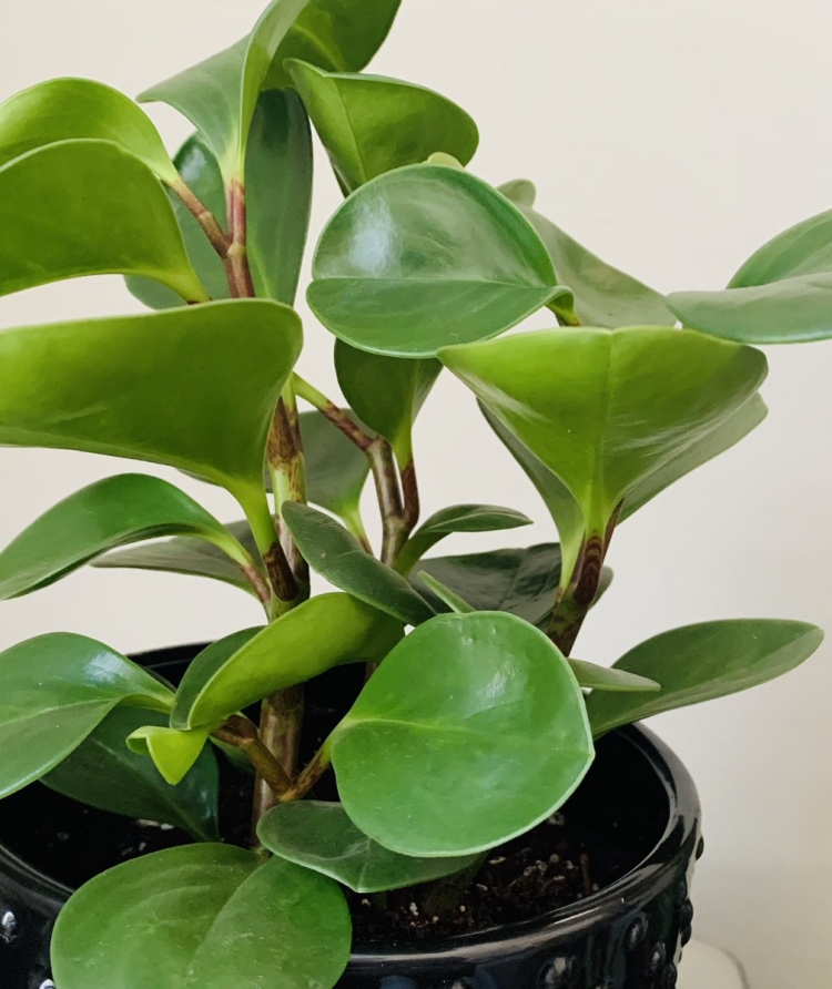 Пеперомия туполистная (Peperomia obtusifolia)
