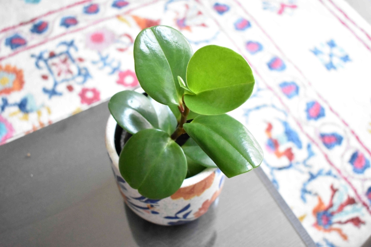 Пеперомия obtusifolia