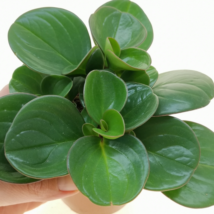 Пеперомия obtusifolia
