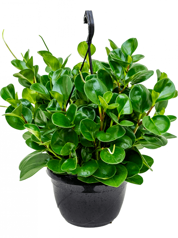 Пеперомия obtusifolia Green