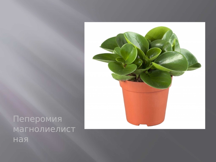 Пеперомия магнолиелистная 25см
