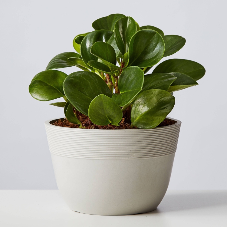 Пеперомия Сандерса (Peperomia sandersii)