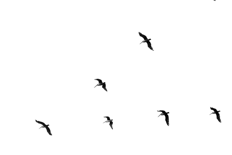 Мигрирующие птицы