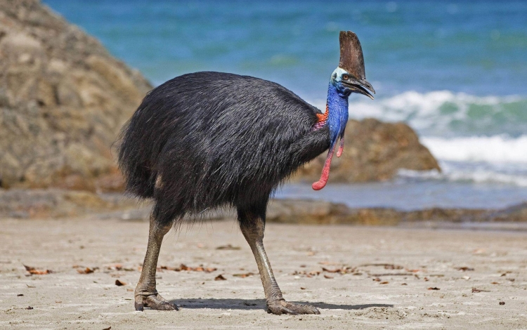 Австралийская птица
