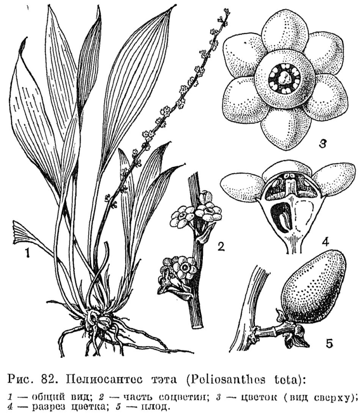 Рисунок однодольного растения