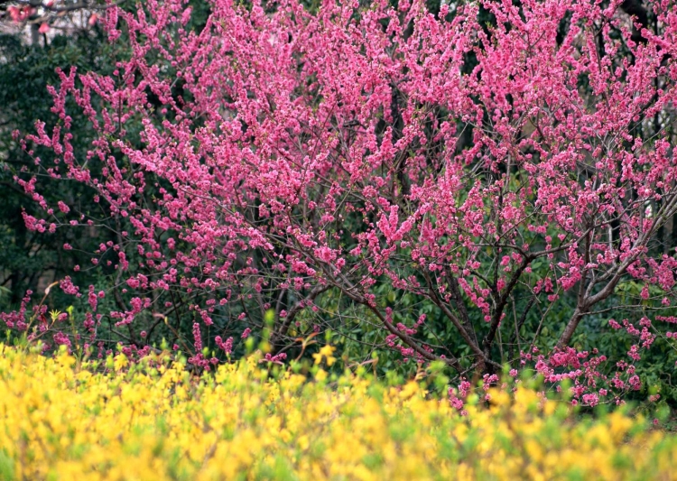 Куст цветущий розовыми цветами ранней весной