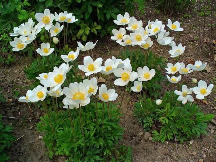 Весенние цветы садовые многолетники