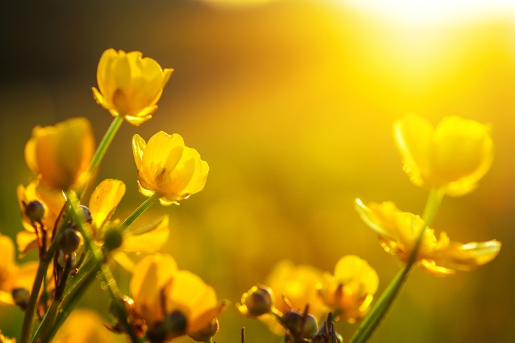 Желтый весенний полевой цветок