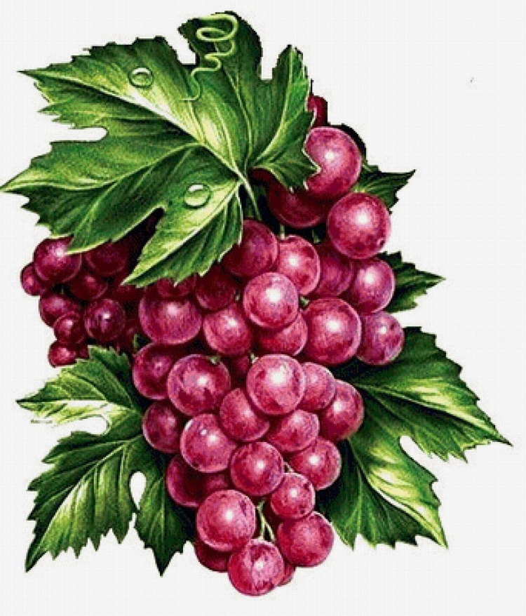 Розовый виноград