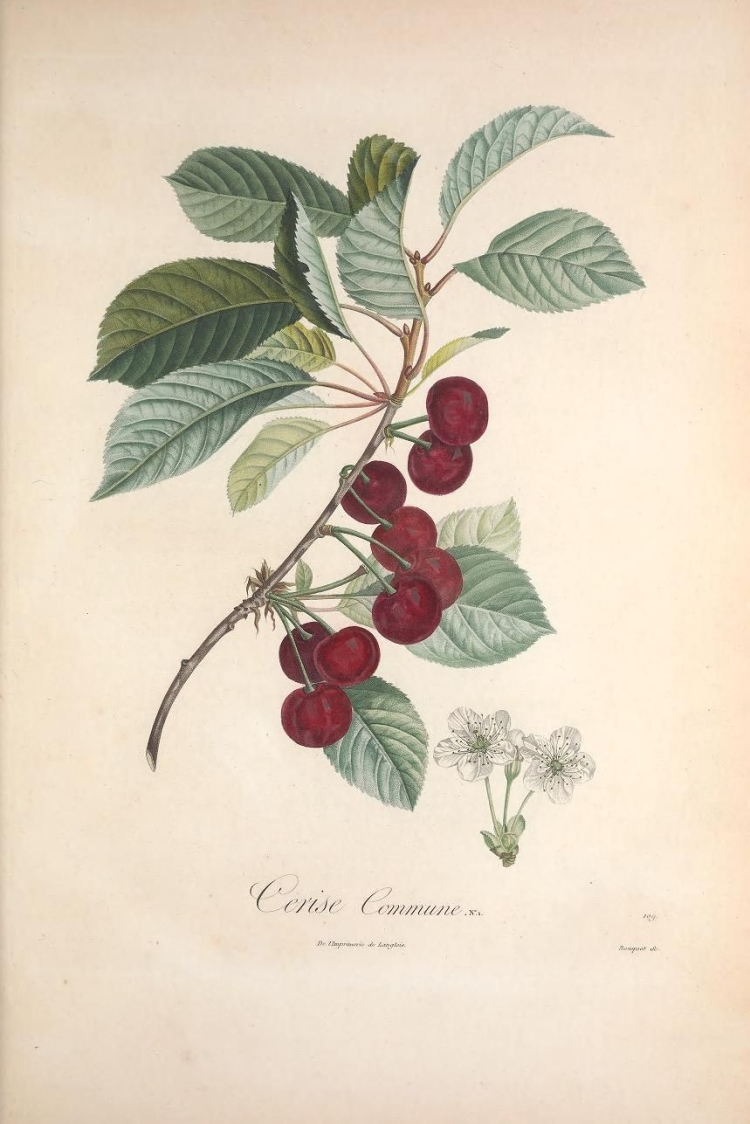Старинные Ботанические иллюстрации 1640-1900