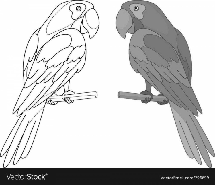 Раскраска попугаи