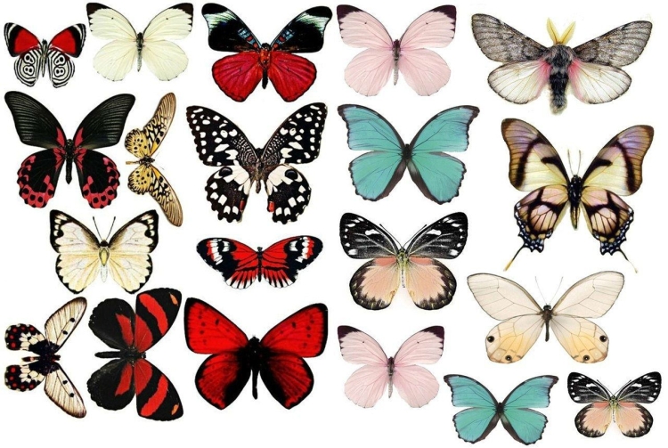 Много бабочек на одном листе