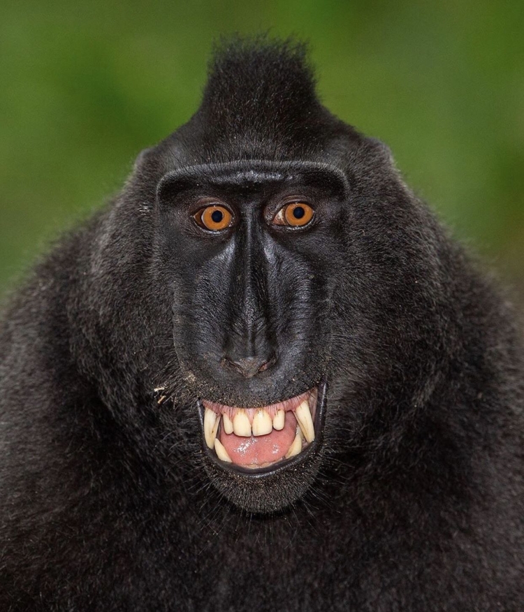 Смешной бабуин