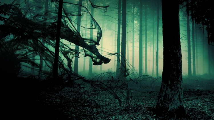 Мрачный лес обои