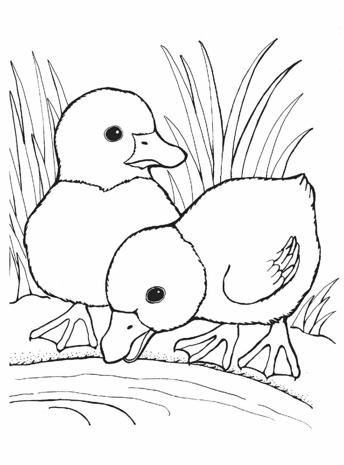 Раскраски домашние птицы и их птенцы