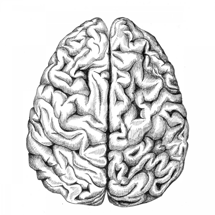 Раскраски мозг (35 фото)