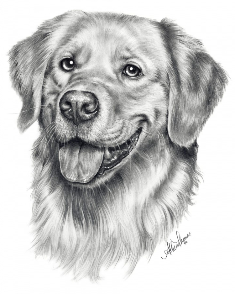 Портрет собаки рисунок (43 фото)