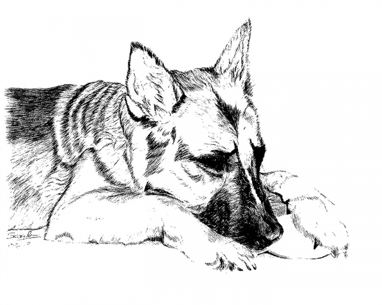 Собака лежит рисунок карандашом (40 фото)