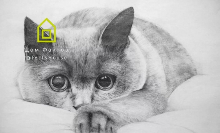 Кот британец рисунок карандашом (40 фото)