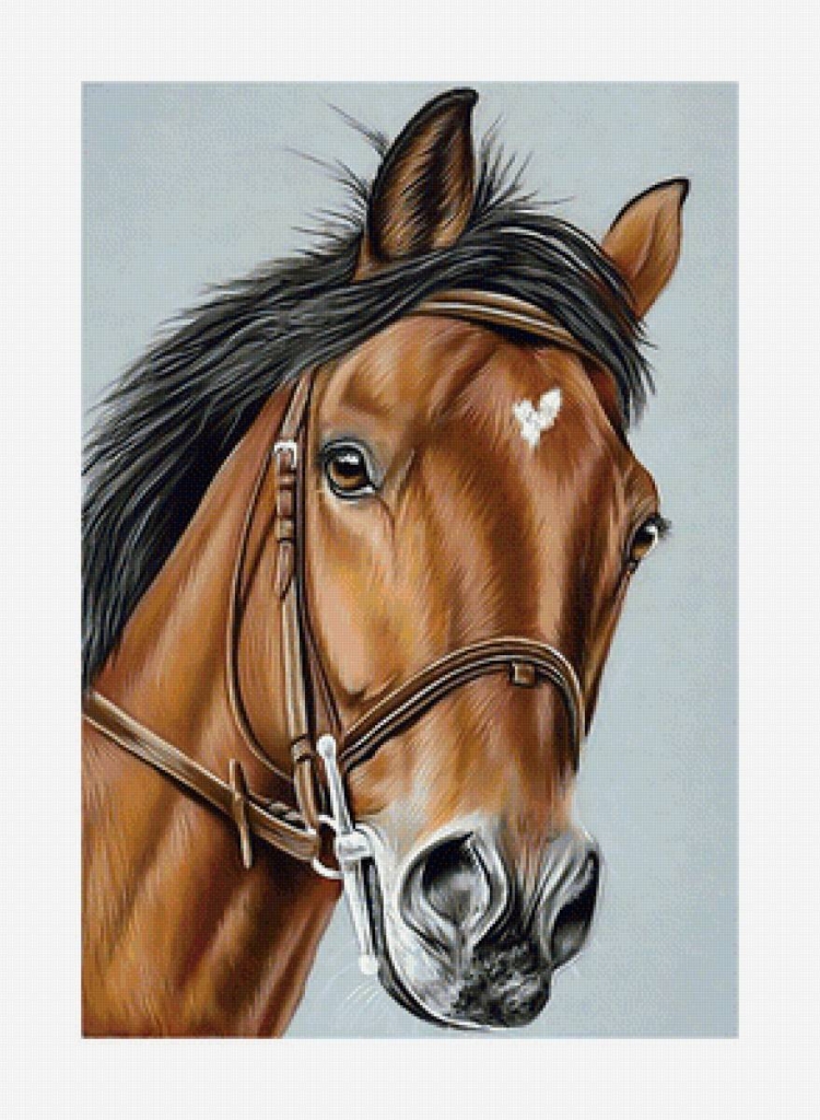 Морда лошади рисунок цветной (44 фото)