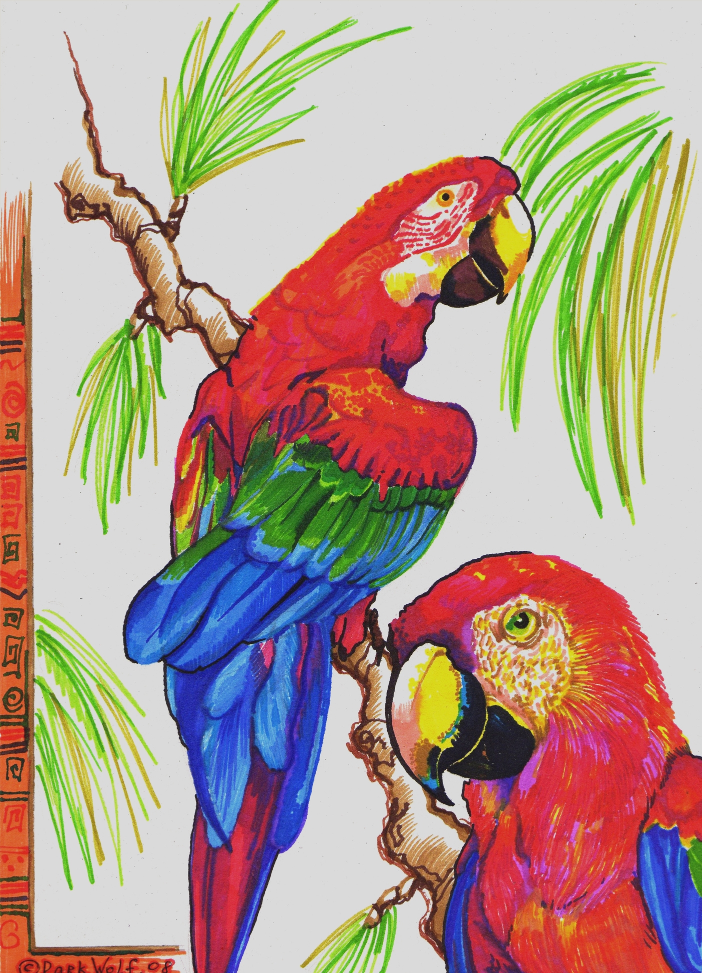 Рисунок попугая. Попугай для рисования. Попугай рисунок. Рисование попугая для детей. Раскрашенный попугай.
