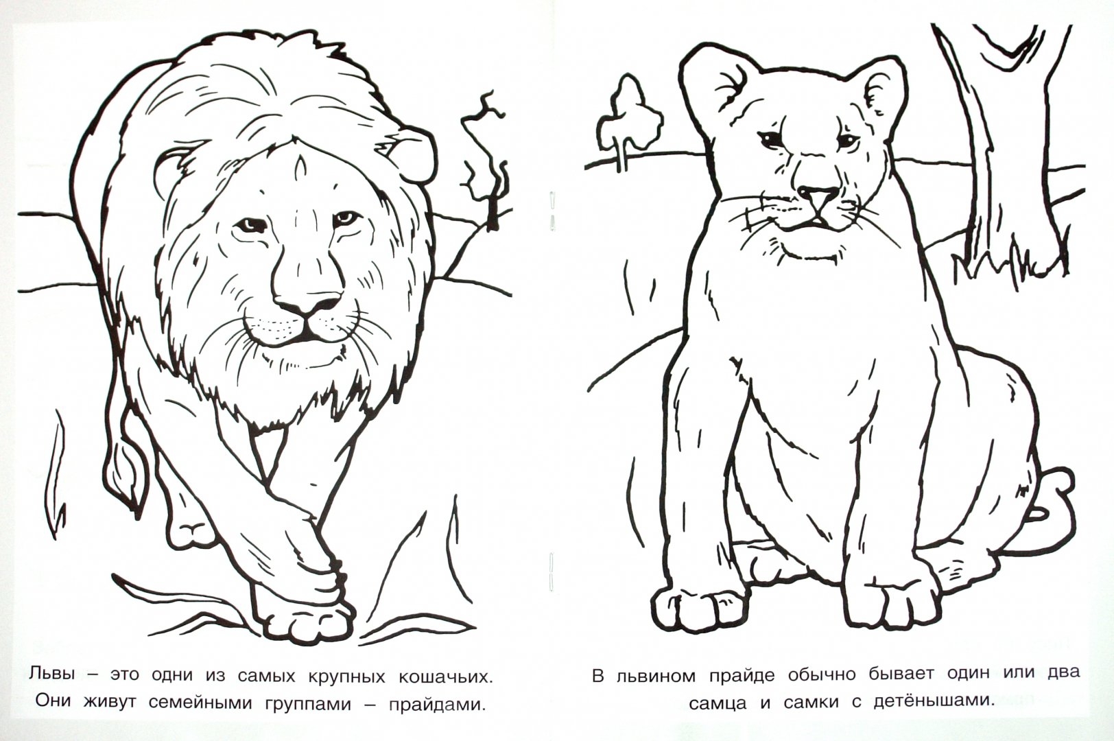 животные из красной книги рисунки карандашом