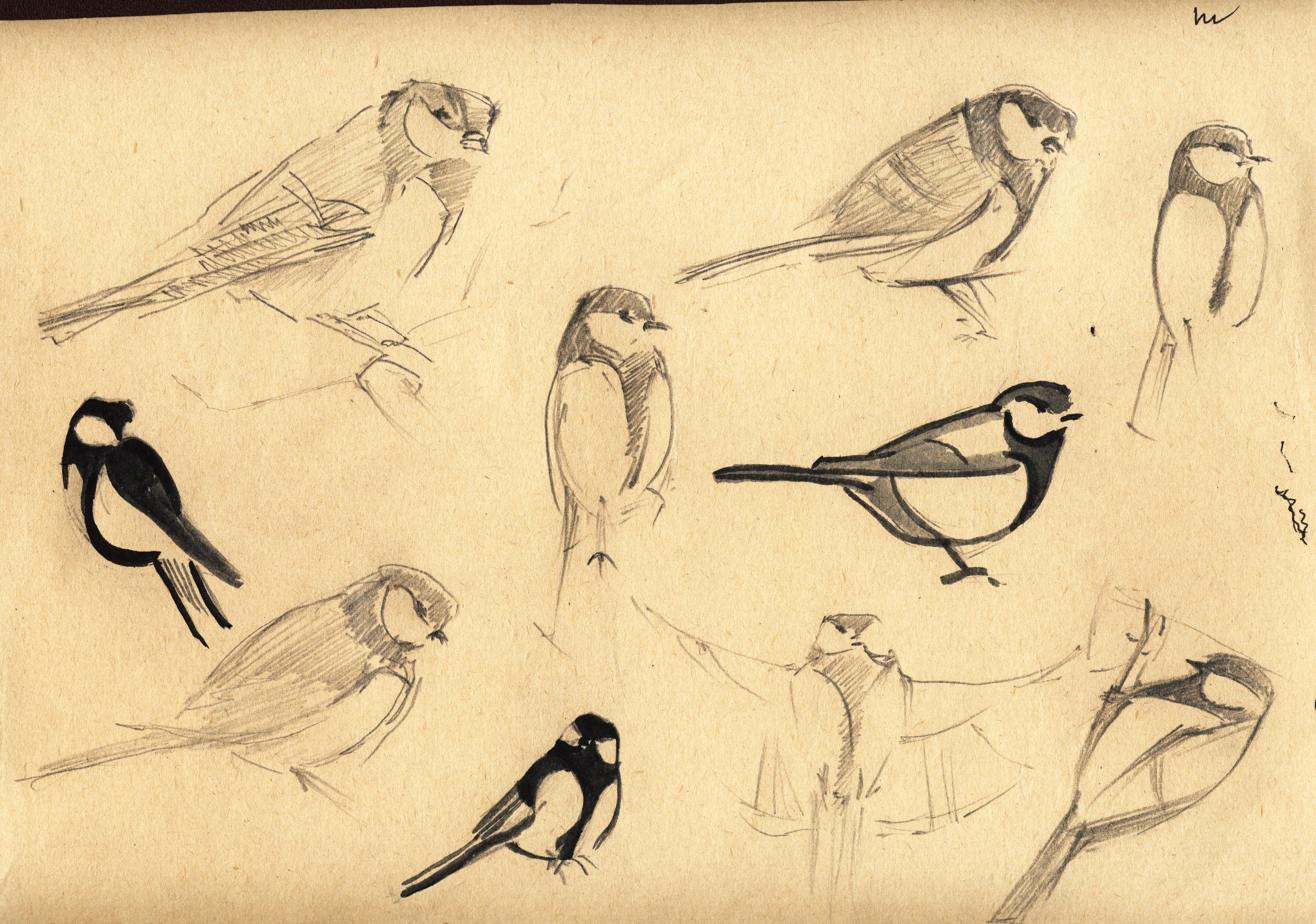 Карандашный набросок 5 букв сканворд. Зарисовки животных и птиц. Наброски животных. Зарисовки птиц. Наброски птиц.