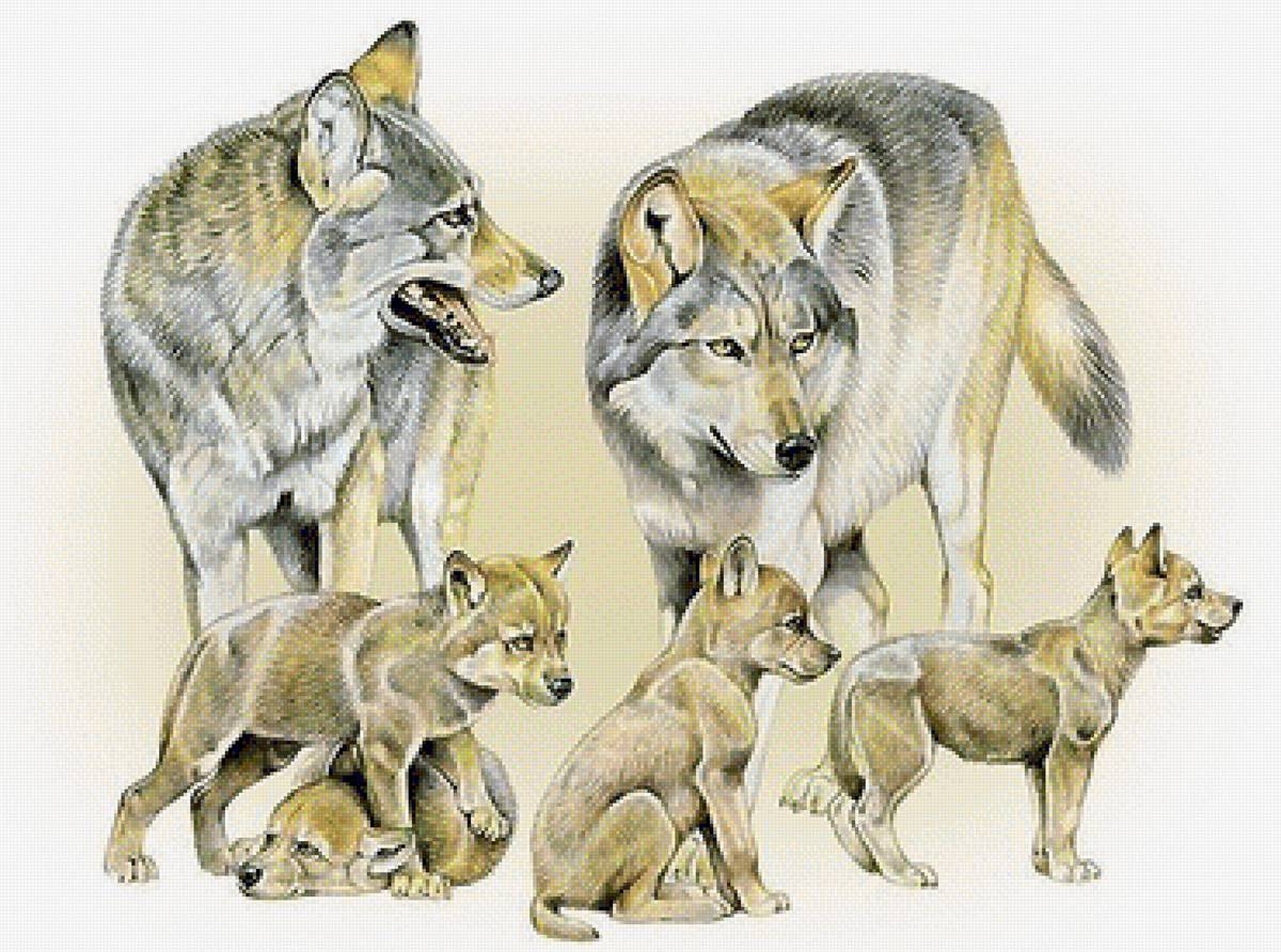Волк детям о животных. Волк с волчатами. Семья Волков. Волчица с волчатами. Волчонок для детей.