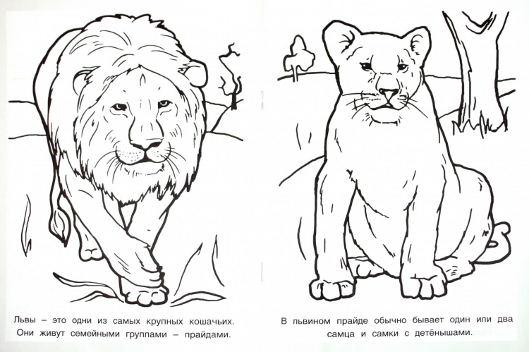 Животные из красной книги рисунки карандашом (34 фото)