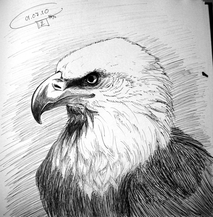 Орел карандашом (65 фото)